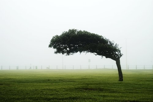 Tree bent by strong wind in an open field