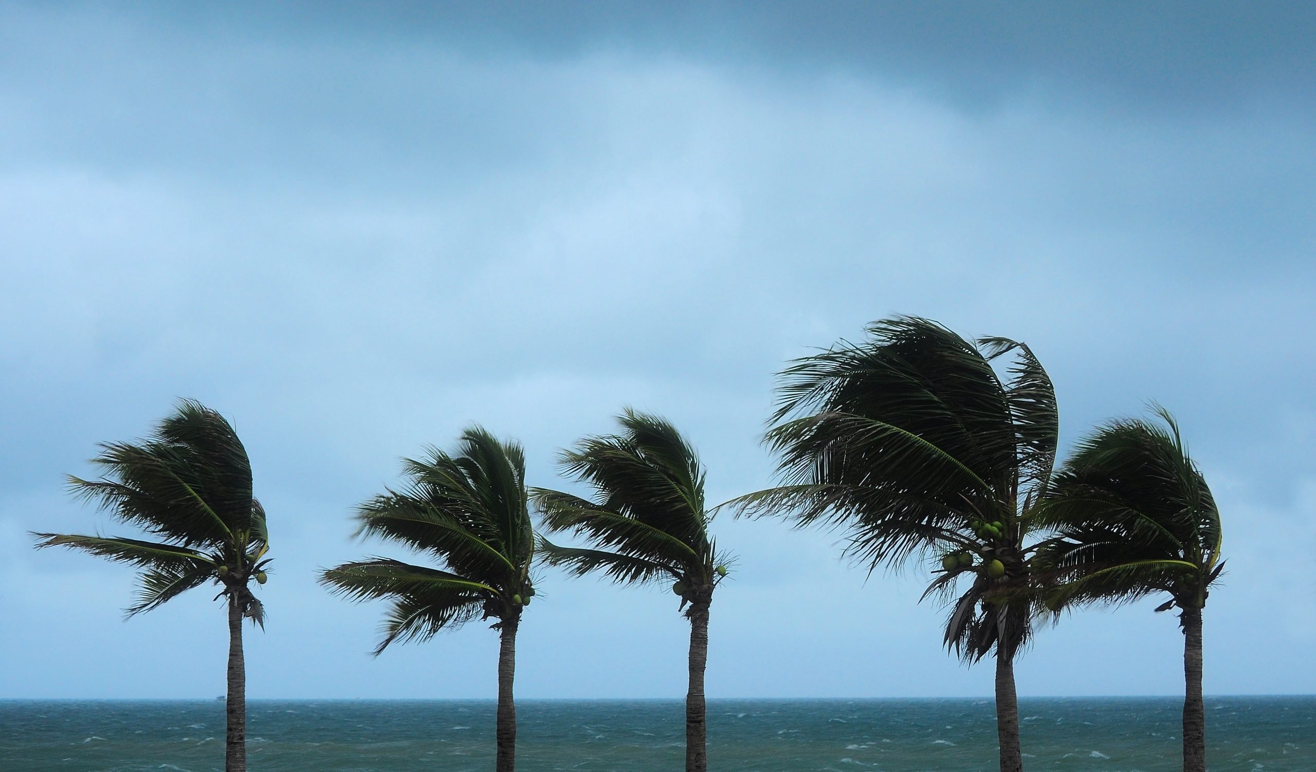 Palm trees bending in strong wind beside the ocean