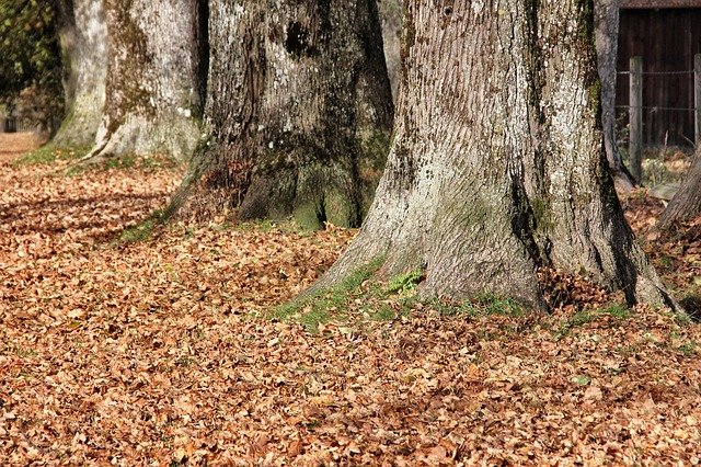 tree maintenance
