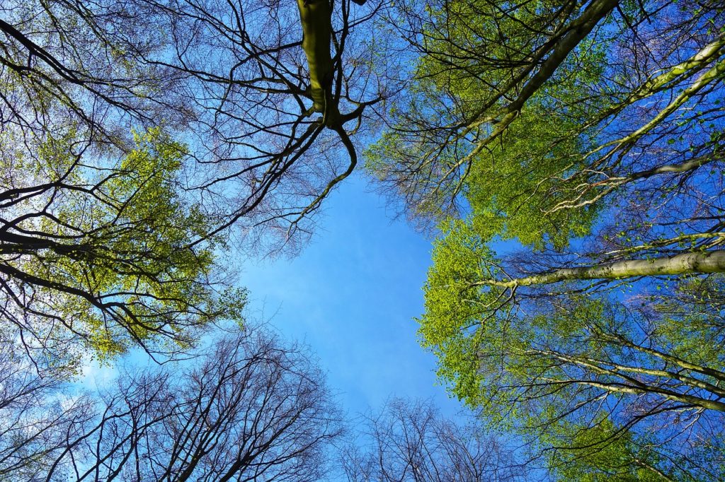 new technology and aerial lifts help with precise tree care